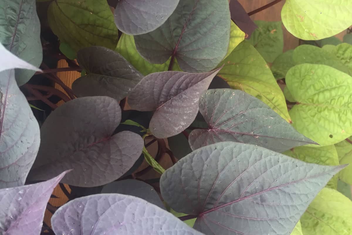close up image of a heart shaped green and purple ace spades vine, ipomoea sweet potato vine