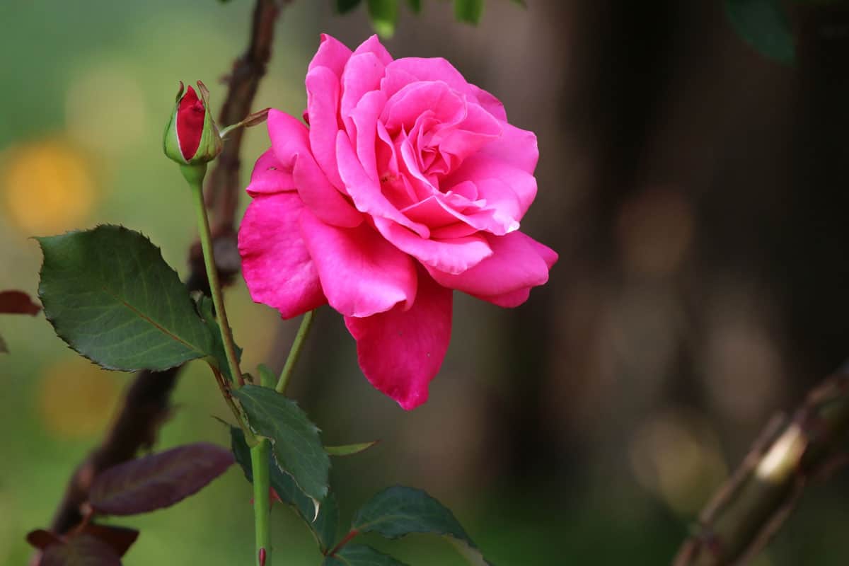 close up photo of a beautiful pink rose and a green thorny leaf