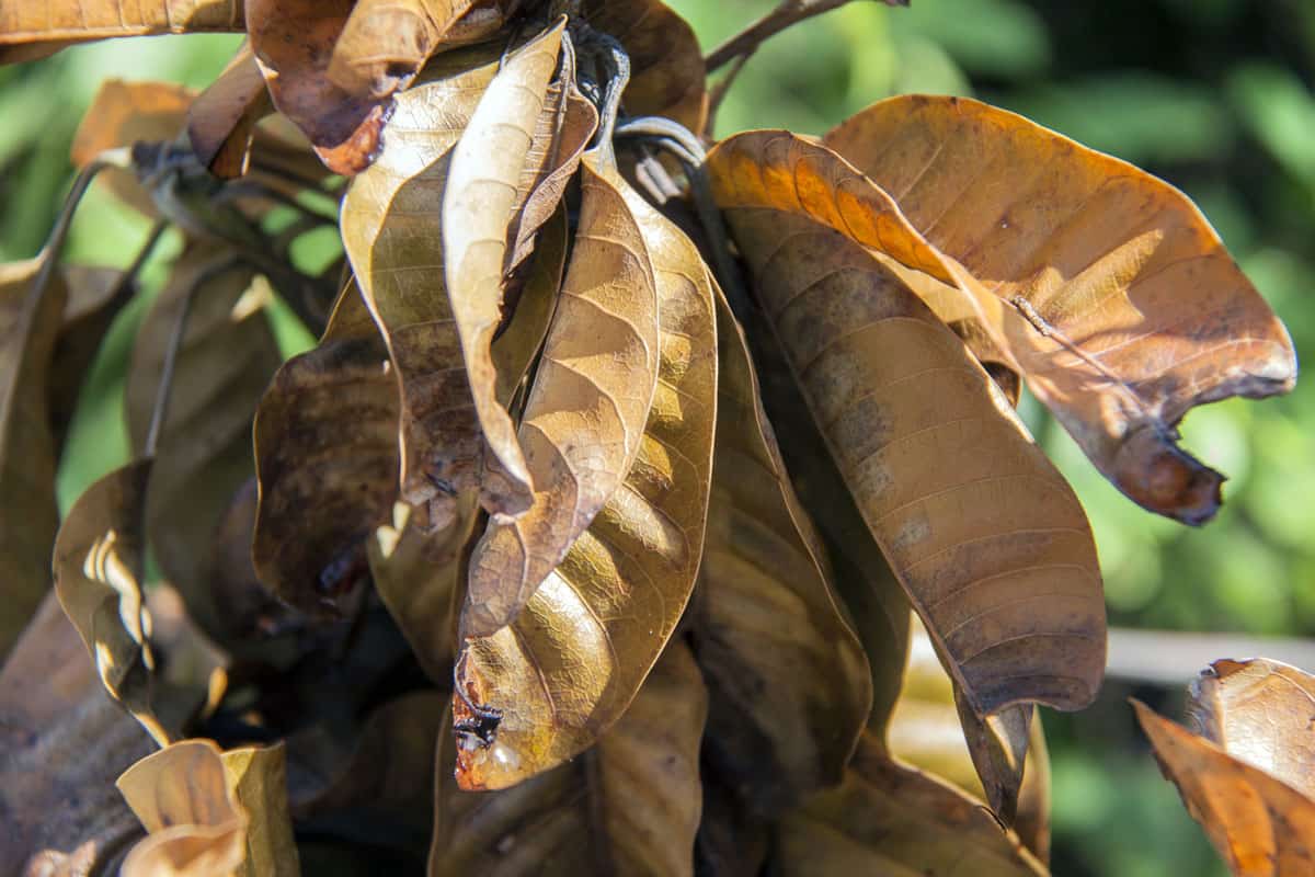 close up photo of a dry brown mango tree leaves, sunshine, sunlit photo