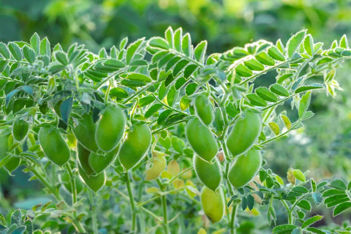 close up photo of a healthy green ripe chickpeas on the backyard garden