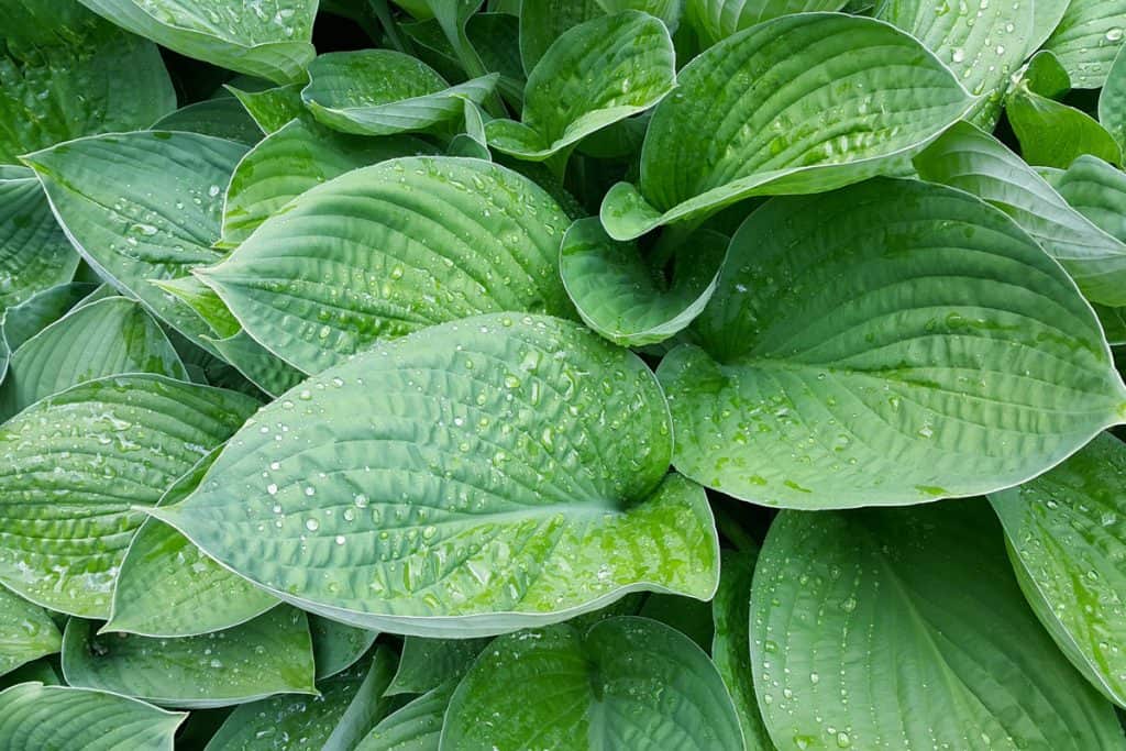 close up photo of a hosta leaves covered with water drops after the rain