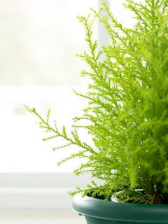 close up photo of a lemon cypress tree inside the house by the window, indoor plant, Why Is My Lemon Cypress Tree Turning Brown?