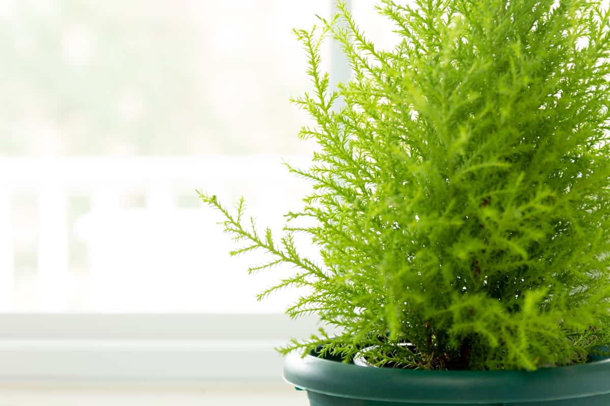 close up photo of a lemon cypress tree inside the house by the window, indoor plant