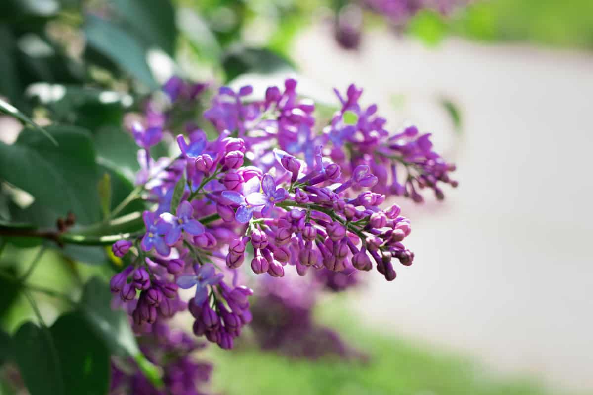 close up photo of a lilac bud, lilac flower, purple flower captured, sunny day, green leaves