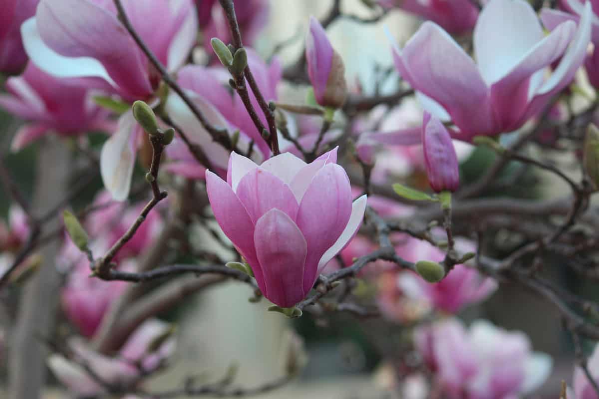 close up photo of a pink and white blooming flowers of a chinese saucer magnolia