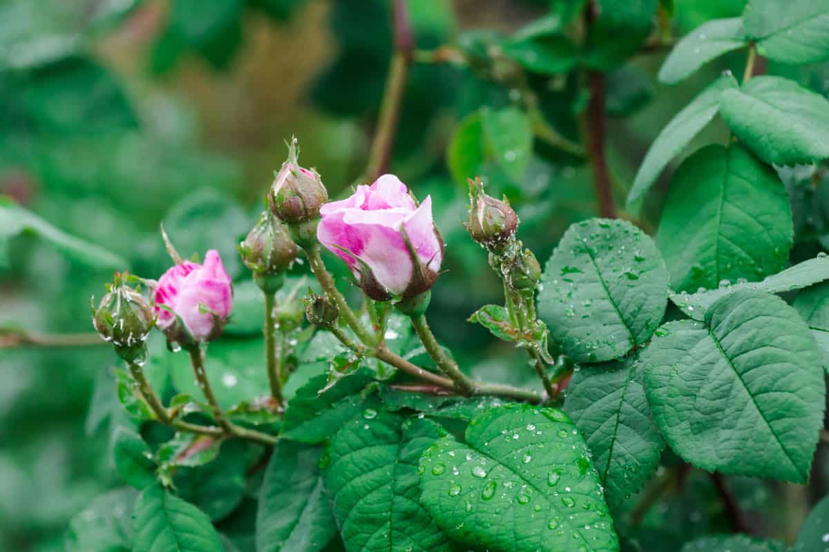close up photo of a pink rose buds, aphids on rose buds
