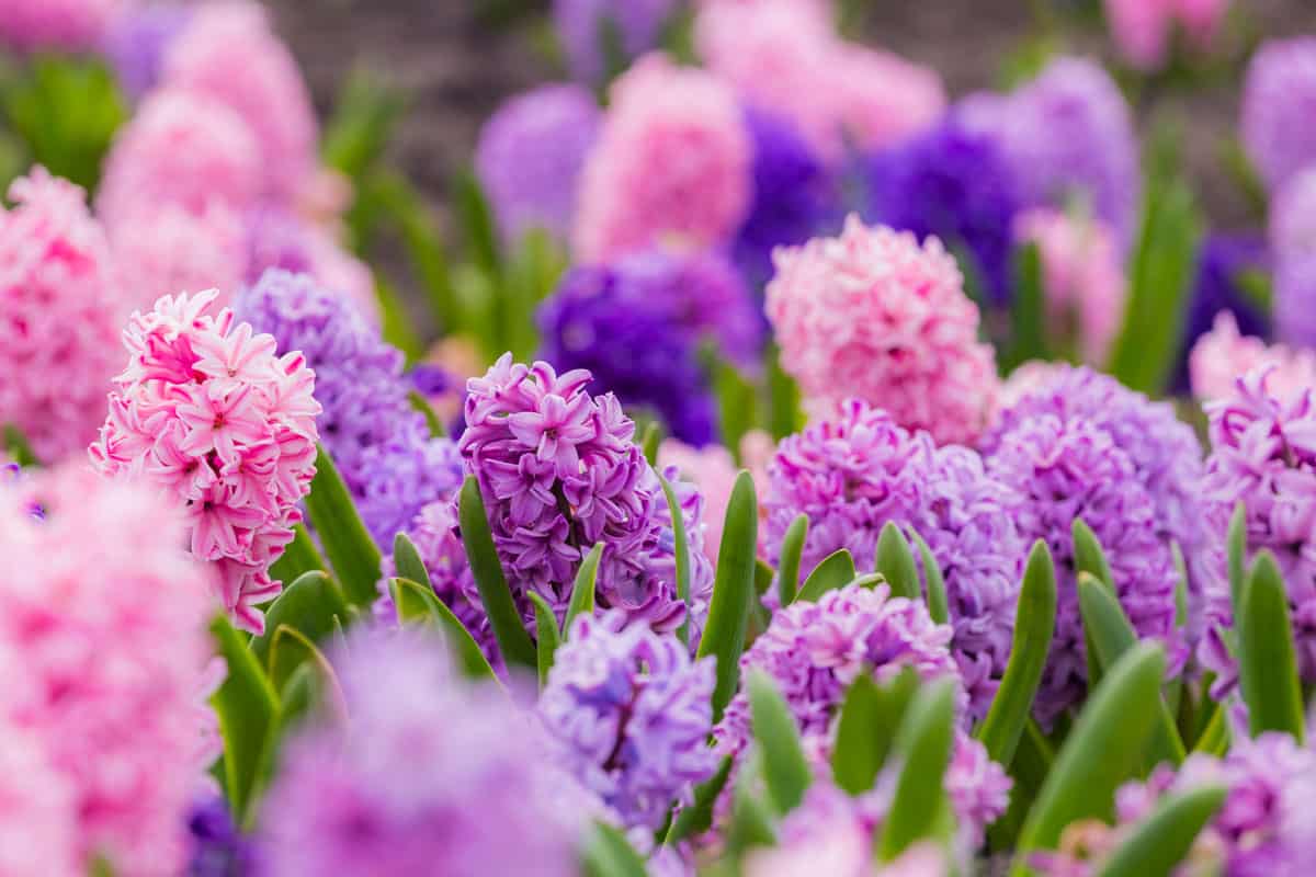 colorful field full of wonderful hyacinth flowers, pink, purple, blue