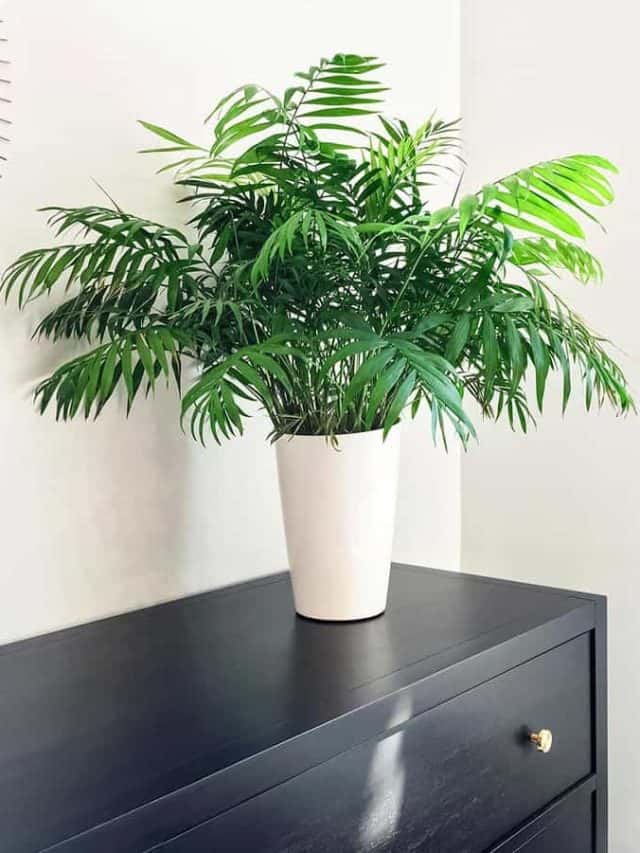 Parlor palm plant decorating black wooden dresser