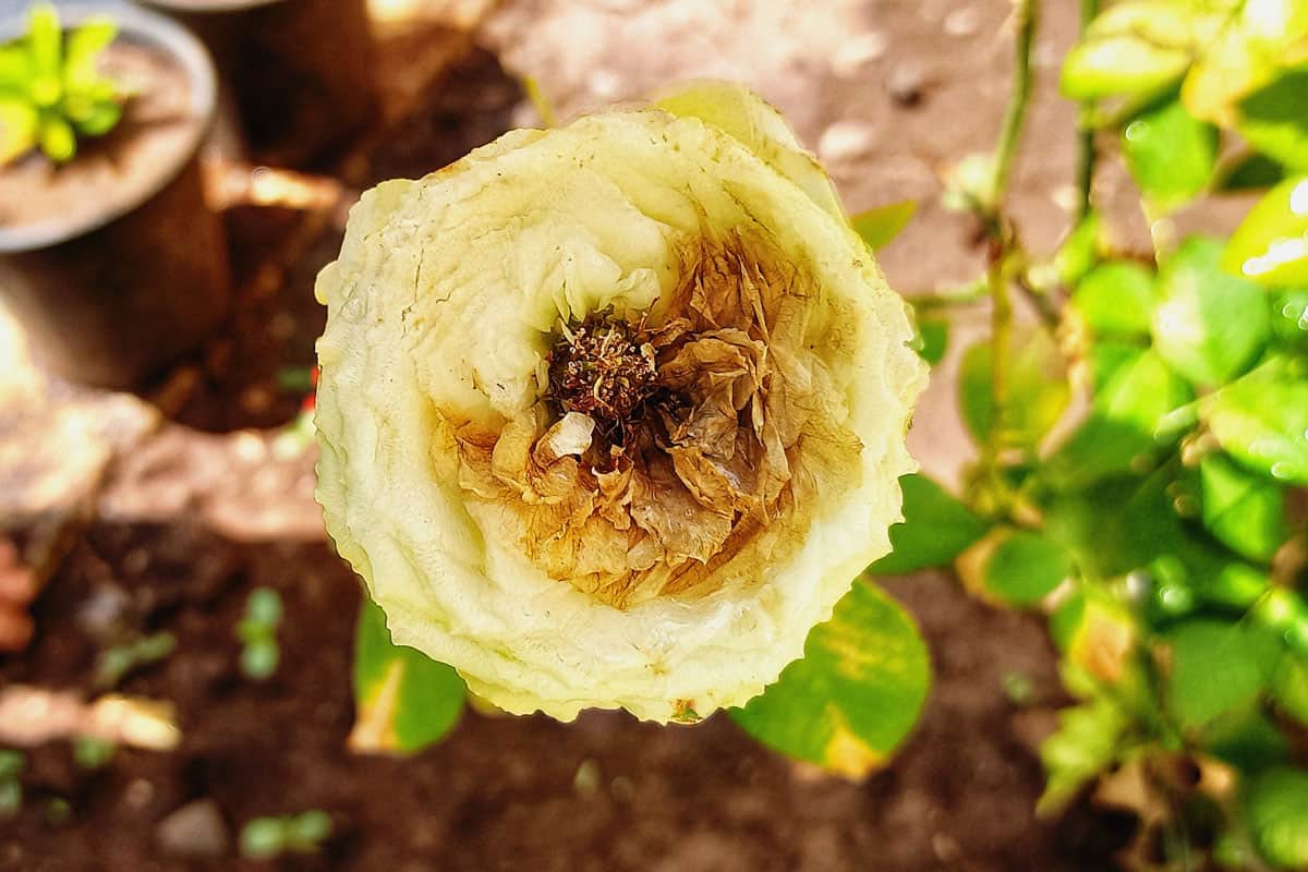 damaged rose by thrips, white rose, morning on garden