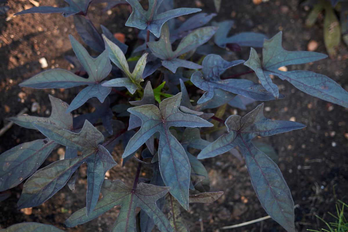 dark blue leaves of a sweet potatp vine on a dark brown texture of soil