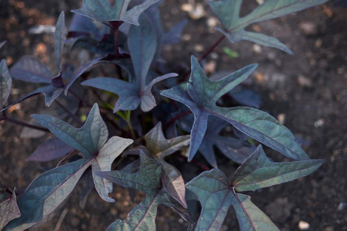 dark purple leaf sweet potato vine, healthy soil, well maintained