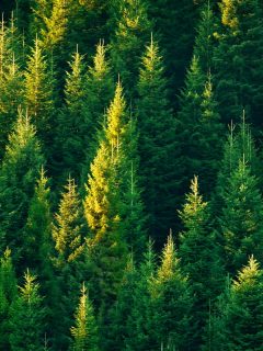 fir tree forest in morning time, What To Plant Under Fir Trees