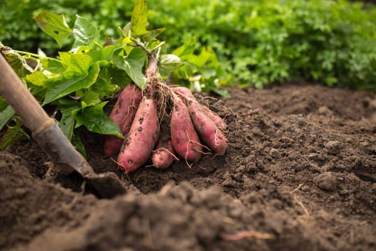 fresh harvest sweet potato, healthy soil, green vines, Can You Grow A Sweet Potato Vine From A Sweet Potato