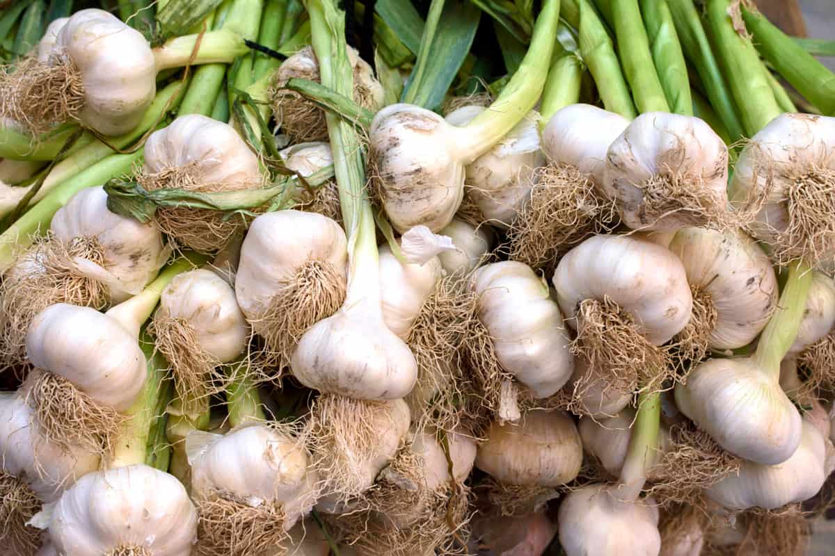fresh harvested garlic bulbs displayed at store