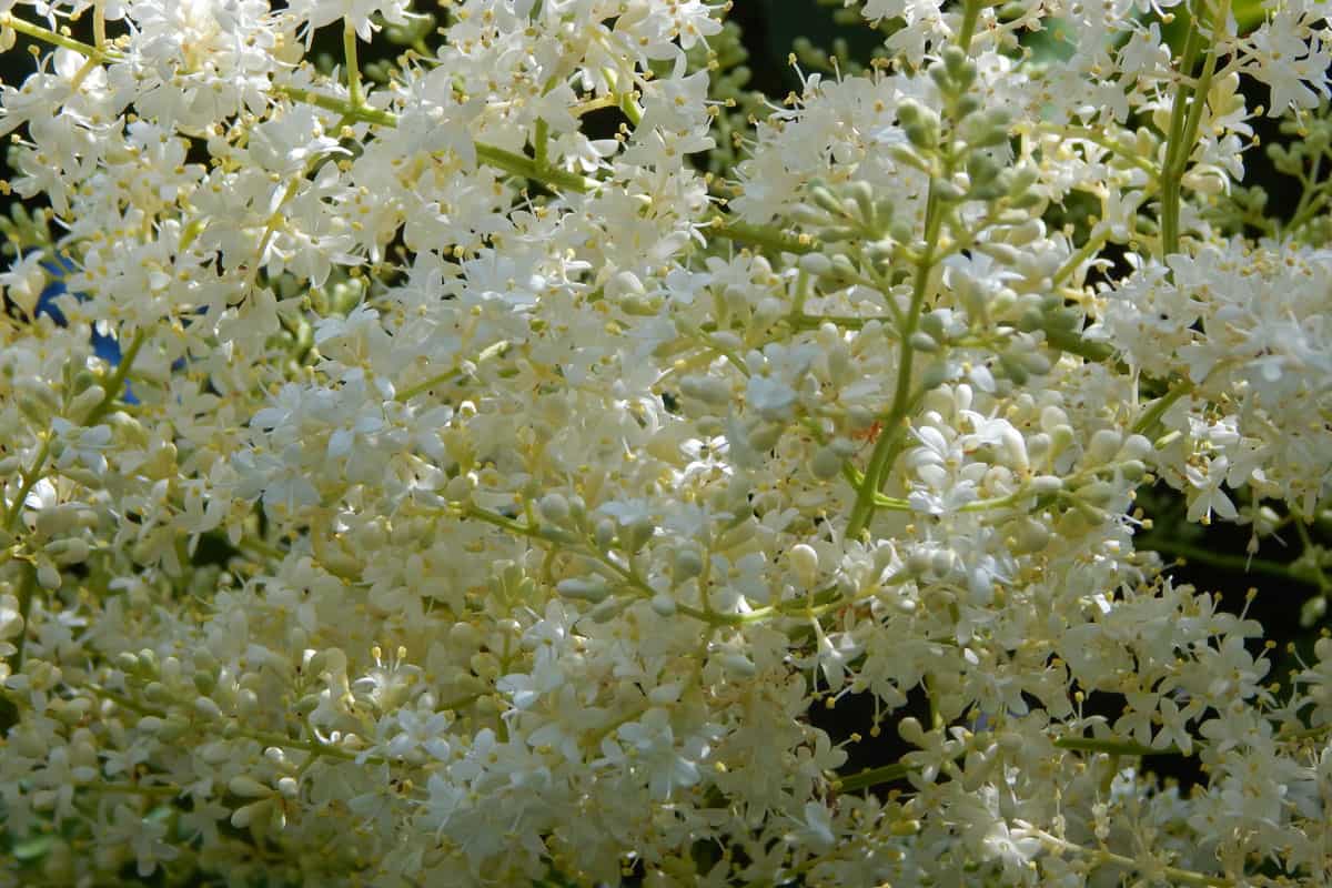 full of awesome white flowers of a japanese lilac tree