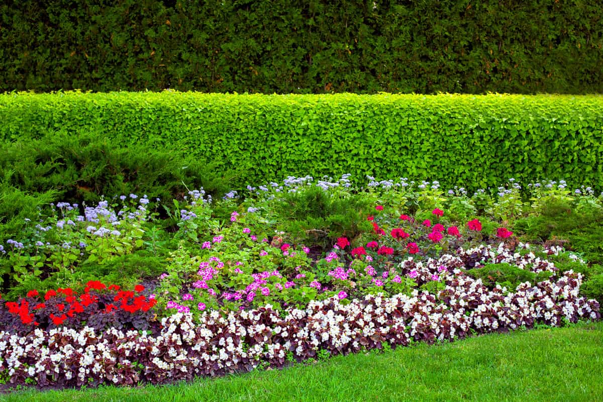garden bed in backyard with deciduous plants with evergreen hedge and flower bed with flowers near a green grass landscape