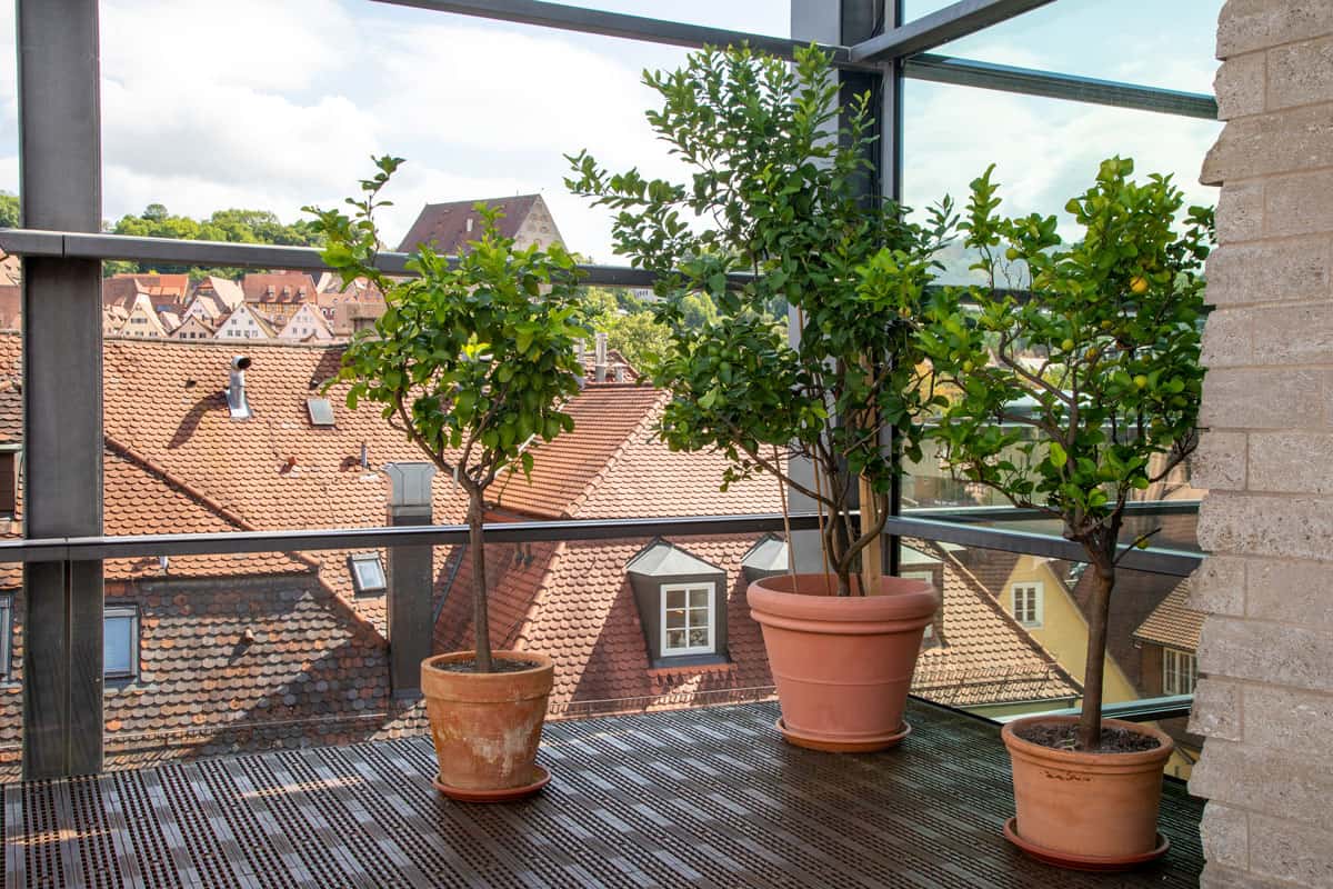 garden on the top of the house, roof top garden, outdoor roof top, plants on pots