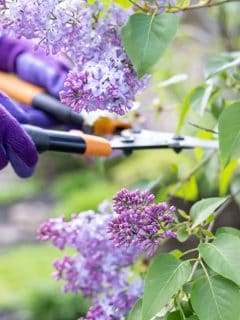 gardener hands wearing purple garden gloves holding garden scissors, cutting lilac bush, When To Cut Back Lilac Bushes (And How To Do That)?