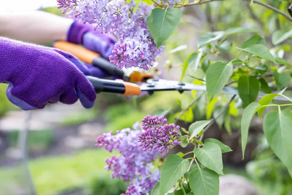 gardener hands wearing purple garden gloves holding garden scissors, cutting lilac bush