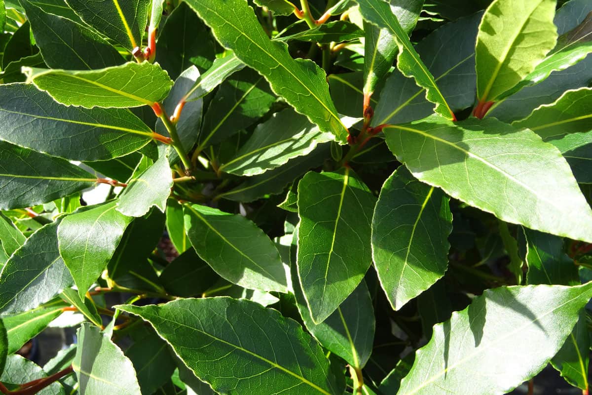 glossy evergreen leaves of a bay tree, which is regularly clipped trimmed and growing in the garden