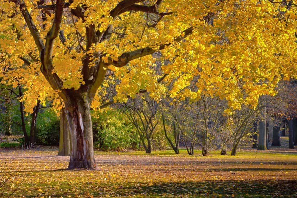 golden park, gold leaves of ginkgo tree, heavenly gold