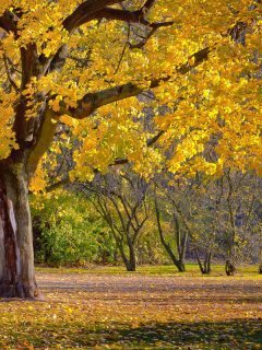 golden park, gold leaves of ginkgo tree, heavenly gold, What To Plant Under A Ginkgo Tree