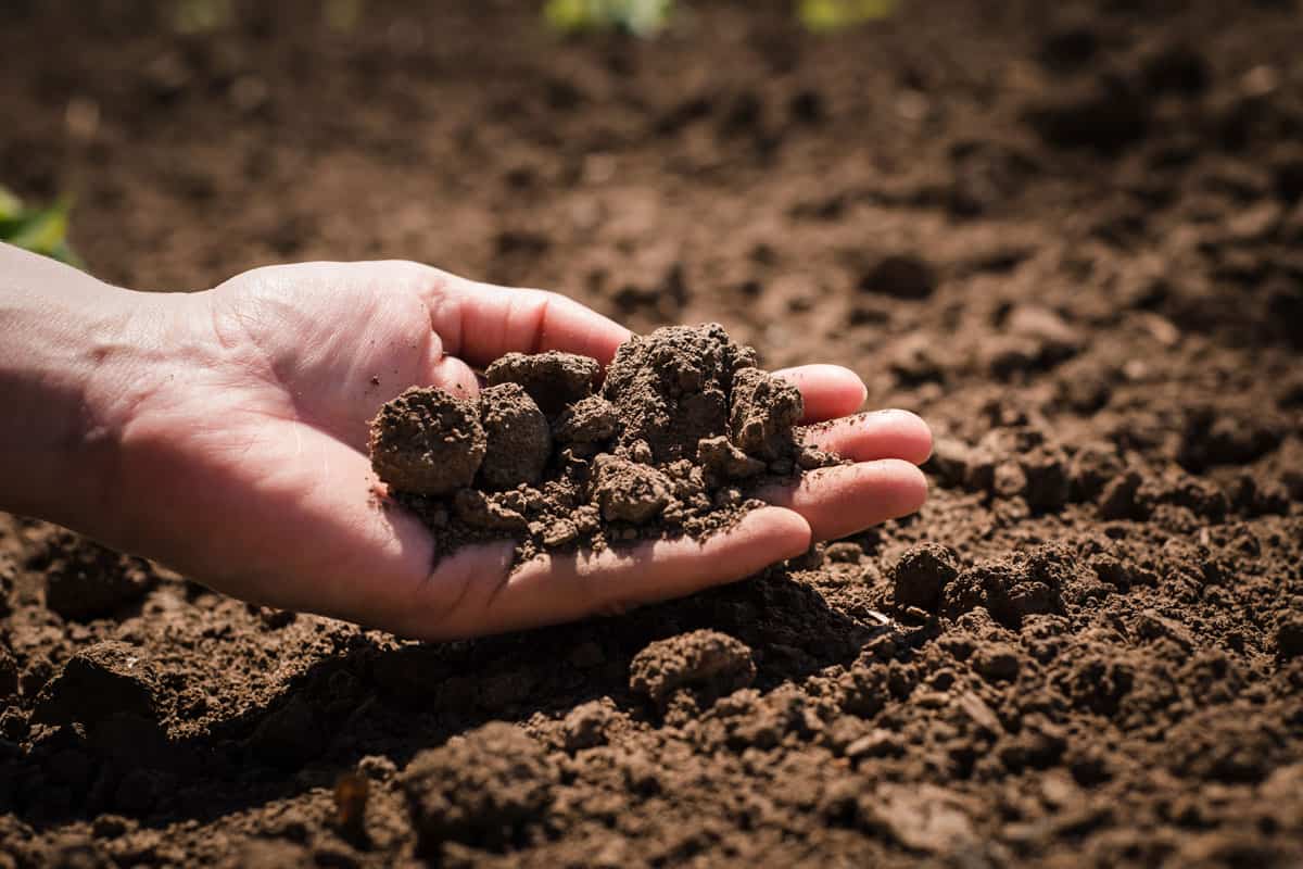 hands of a man, soil on hand, healthy soil