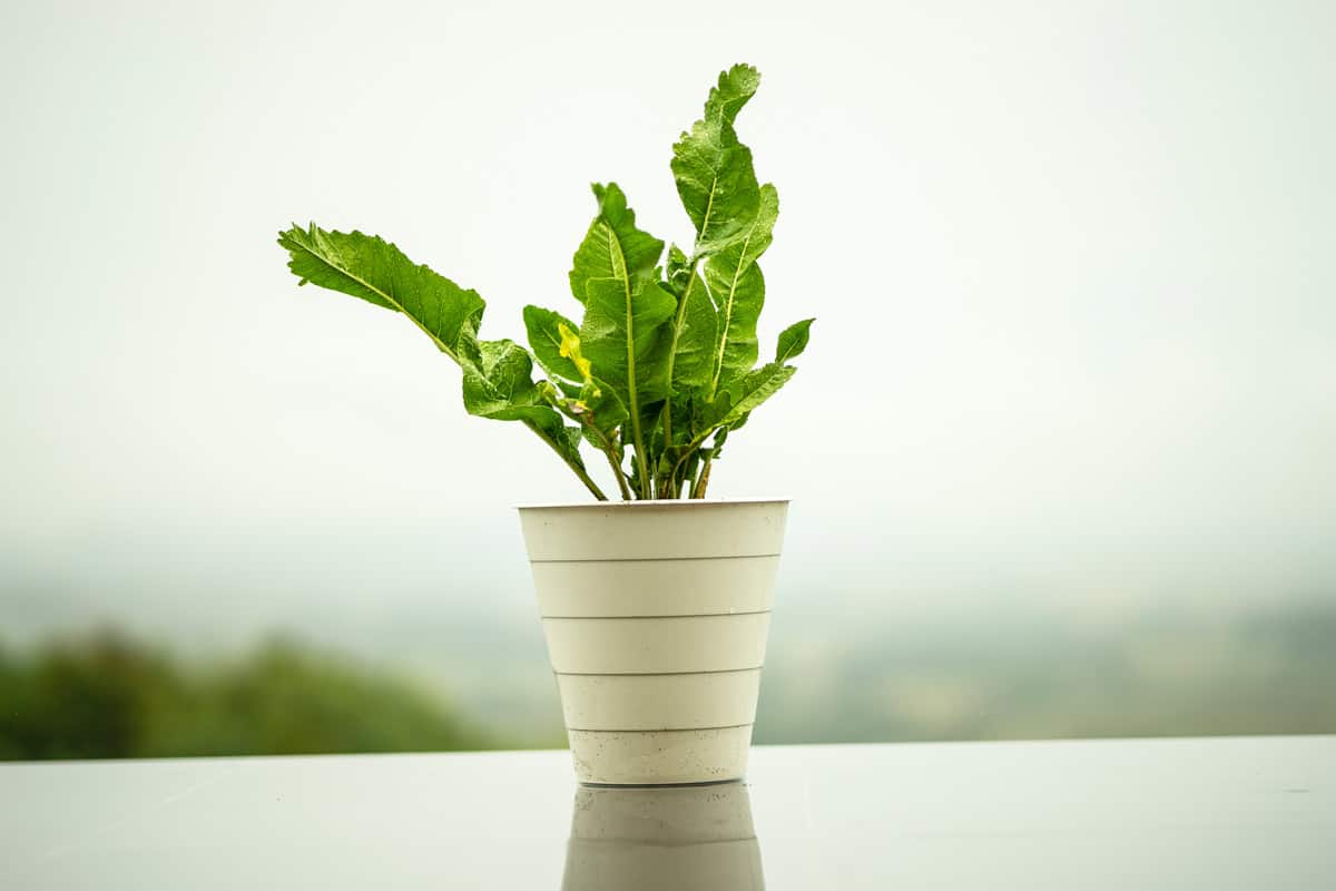 horseradish leaves in a pot for plants on a terrace in the hills, central croatia