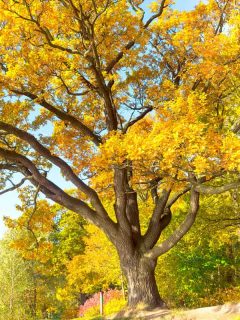 huge color gold leaf tree, 9 Flowering Trees For Zone 5 summer time, golden rain tree