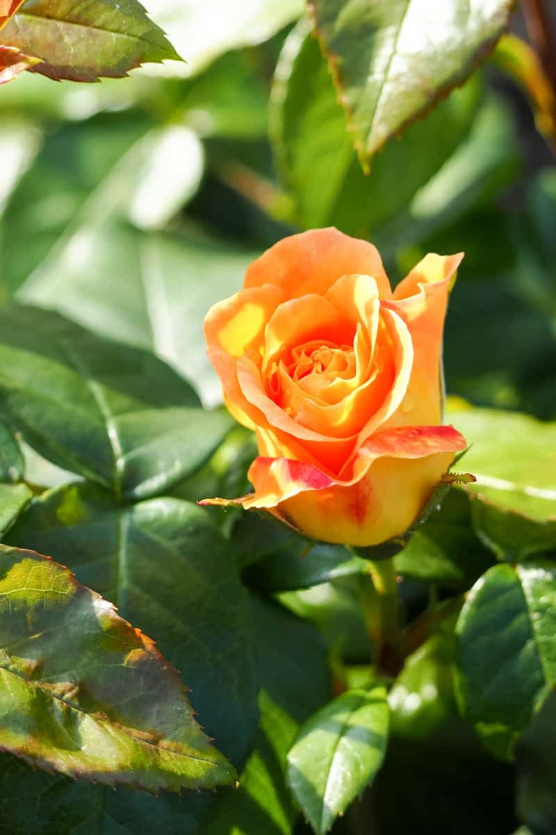 large pink and yellow rose Bud with petals notched side view among the leaves so green in the garden on a summer's day in the morning