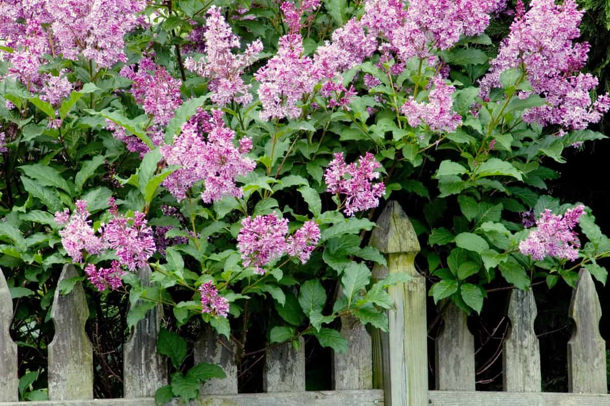 lilac bushes, lilac flowers, purple colored lilac flowers, white wood garden fence