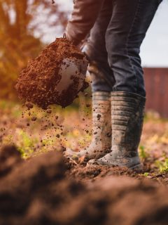 man digging soil, ground, earth, dirt, sun set, shovel, When To Apply Beneficial Nematodes