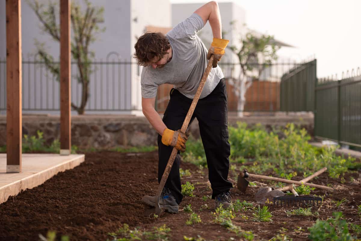 man on grey shirt plowing the land, soil, garden, earth, plow, digging, garden