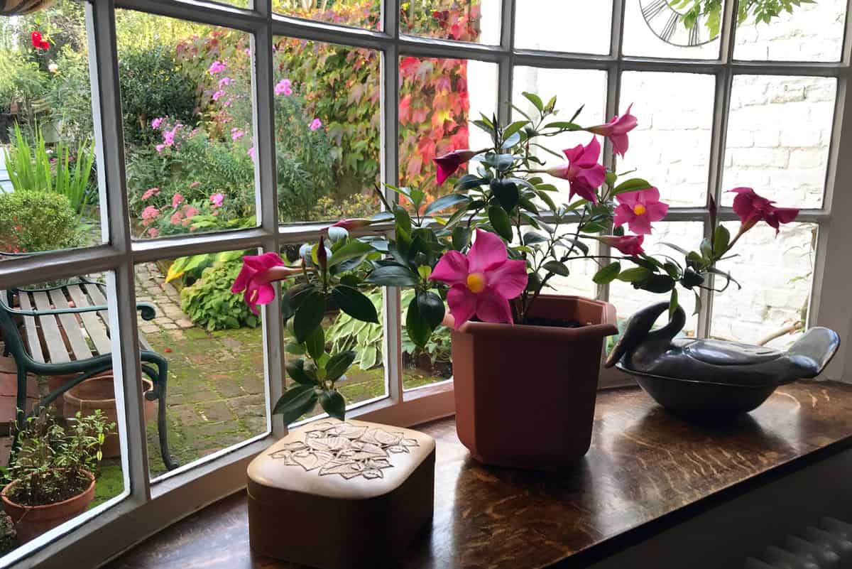 n old cottage bay window with a flowering indoor plant Mandevilla or Dipladenia inside and a view of an autumn garden outside