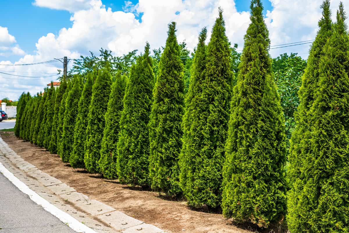 perfectly aligned arborvitae trees, thuja, well maintained ornamental shrubs
