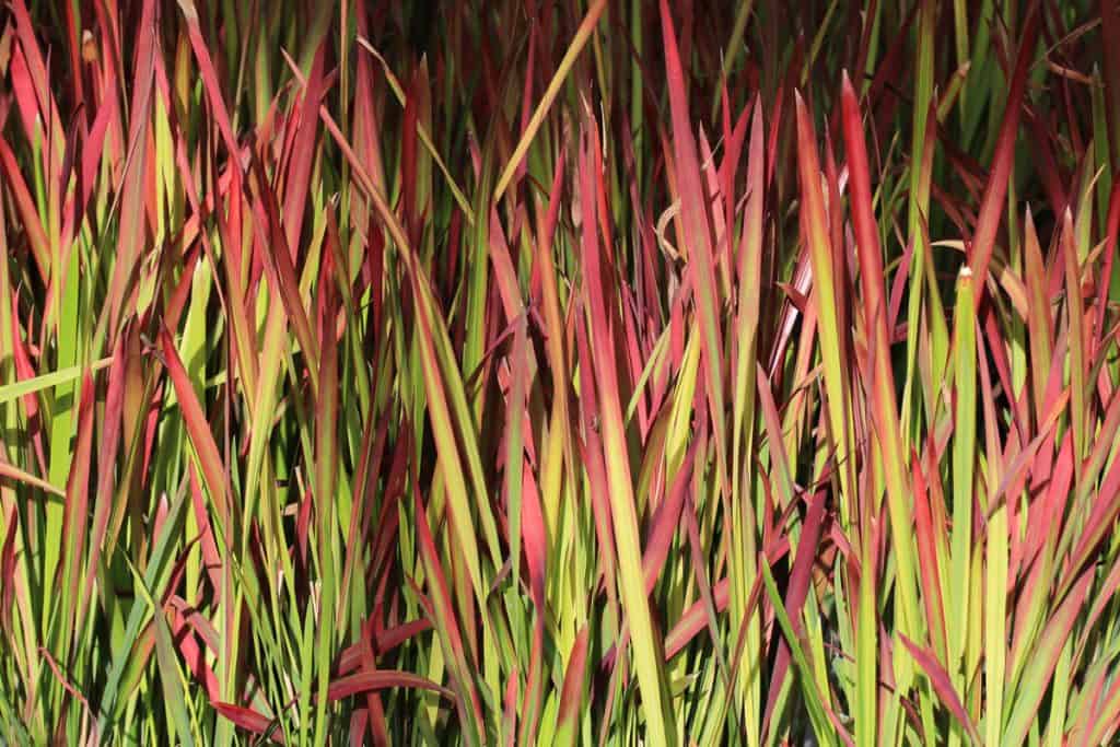 photo of beautiful red tip grass on a sunny day on the mountain field