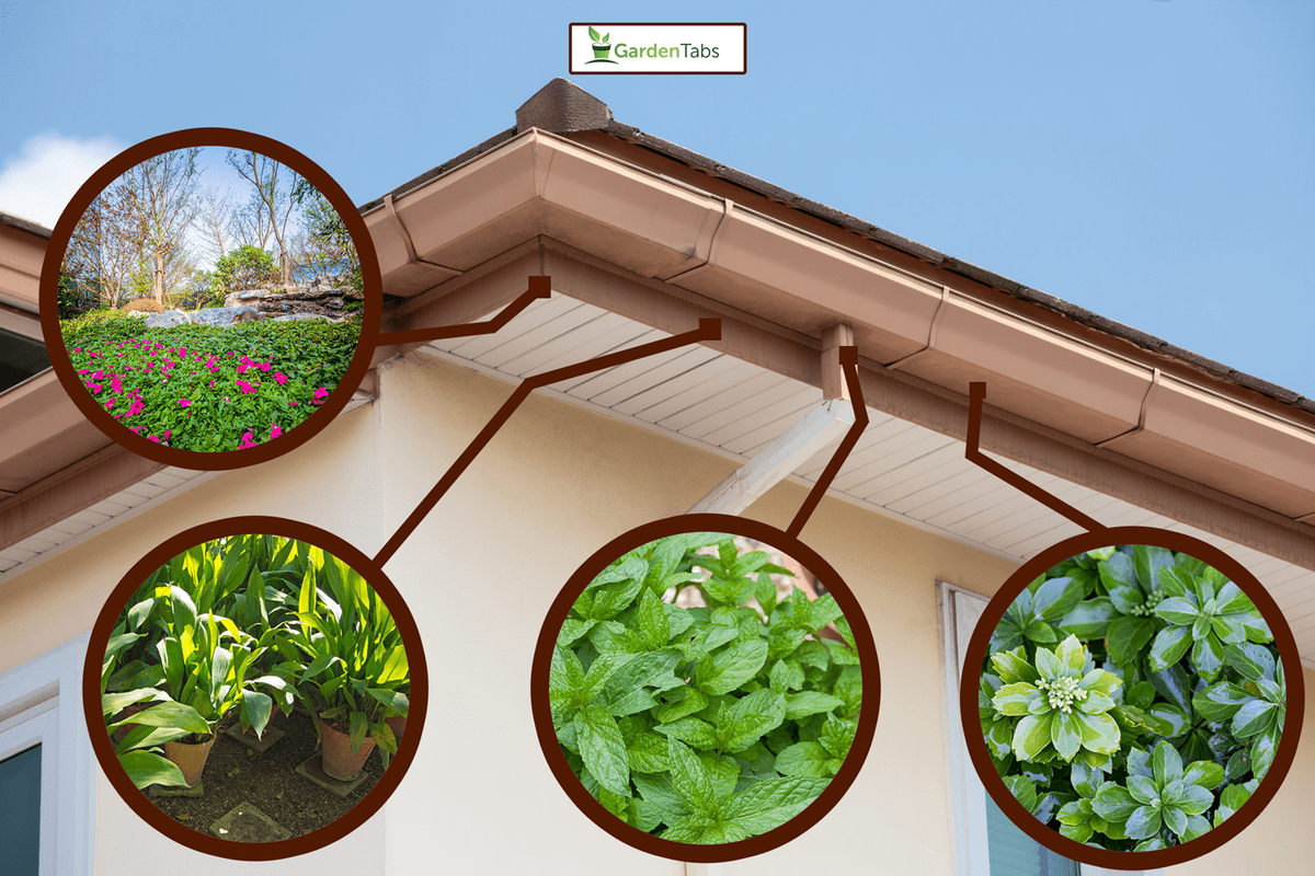 plants under the eaves of the house - What To Plant Under The Eaves Of Your House