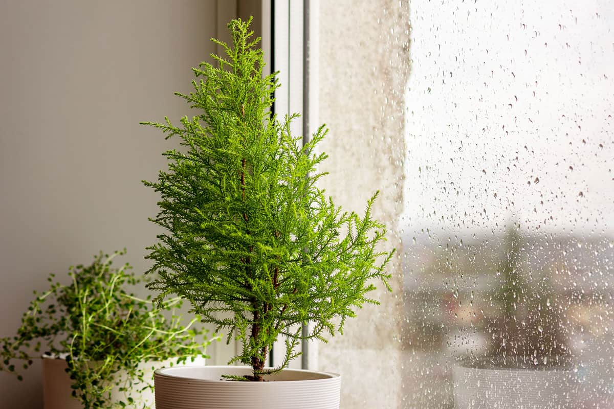 rainy days, indoor plants, plants on the pots, beside the window, lemon cypress tree