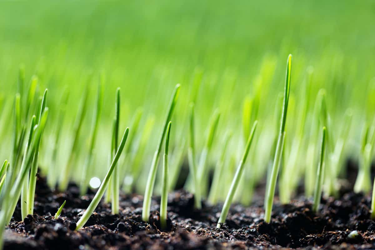 small tiny green healthy sprouts, close up photo, nursery farm, garden