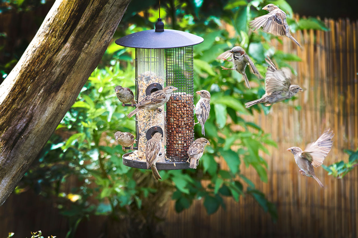 sparrows on garden feeder waiting to have a turn