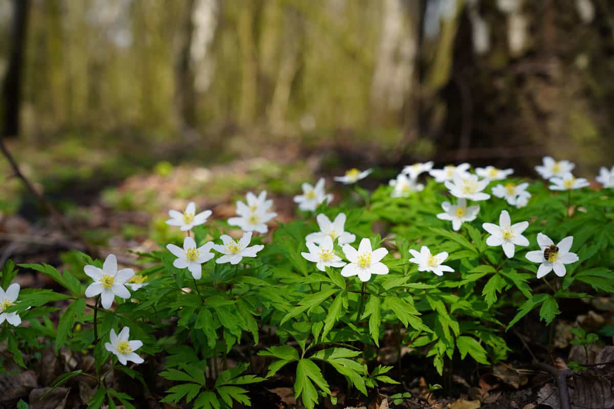 spring day on the forest full of white beautiful wood anemones