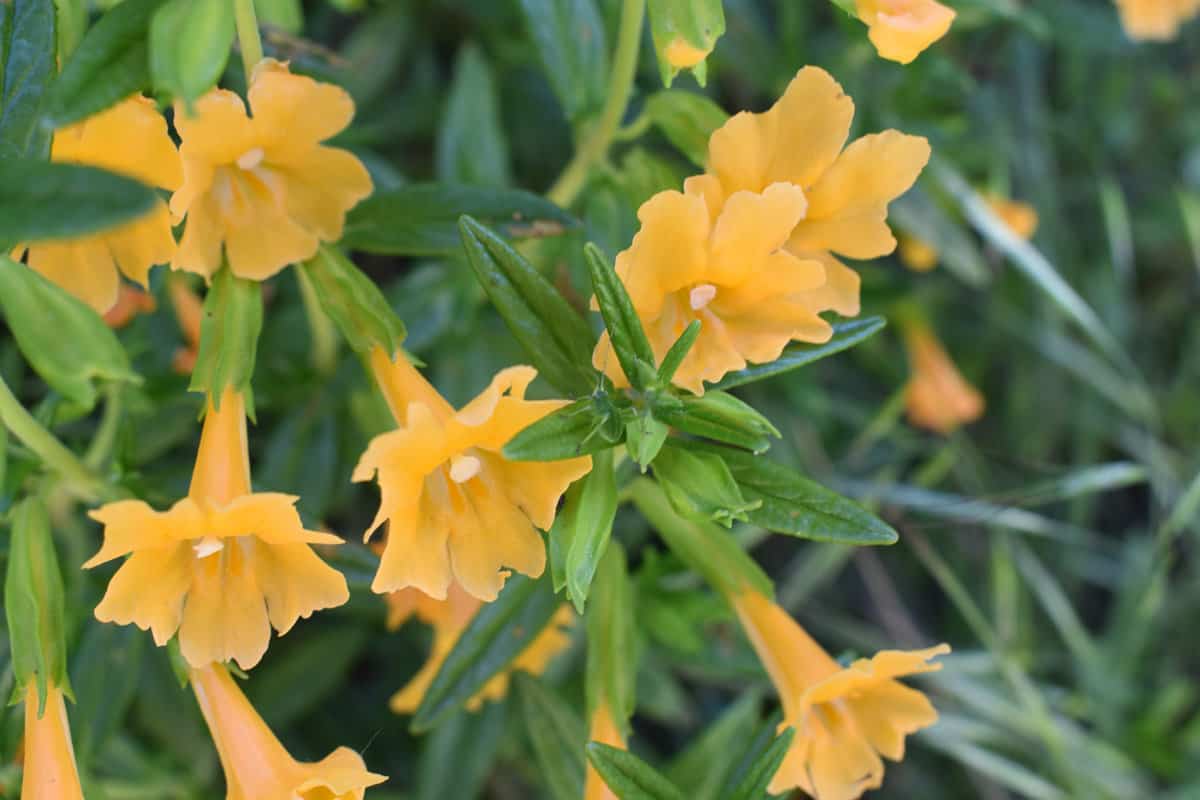 sticky monkey flower blooms alongside a trail in Fort Ord National Monument, California.