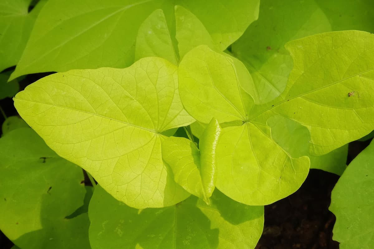 sun lit healthy light green marguerite sweet potato vine, grows on a garden