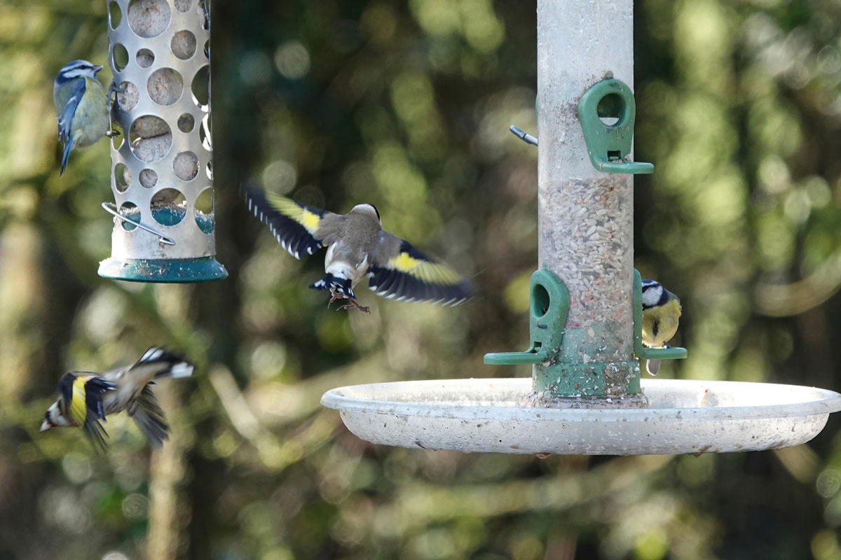 two goldfinches in flight around two hanging bird feeders with a blue tit perching on each feeder