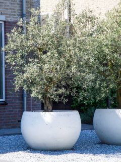 two huge pot of a tree outside the garden, white marble, backyard garden, How Long Can A Tree Live In A Pot?