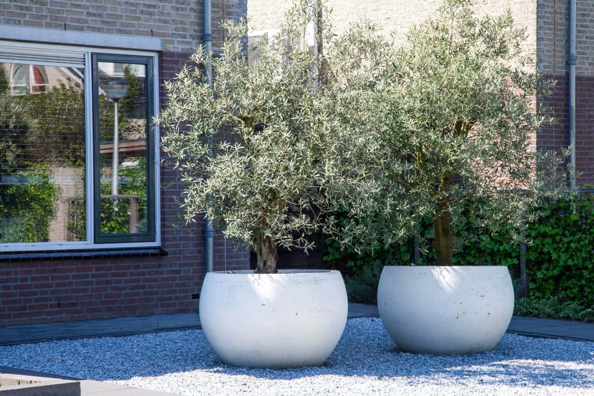 two huge pot of a tree outside the garden, white marble, backyard garden