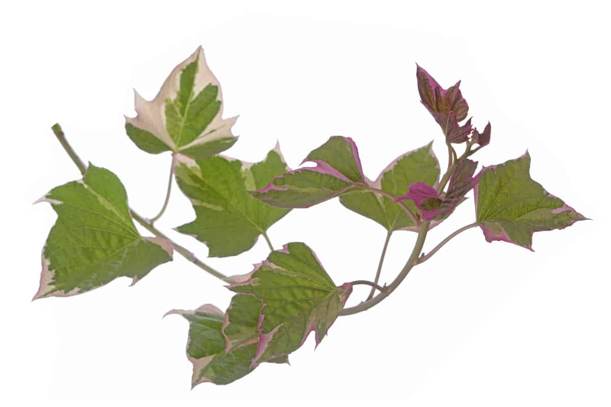 unique tricolor leaf of a sweet potato vine on the photo