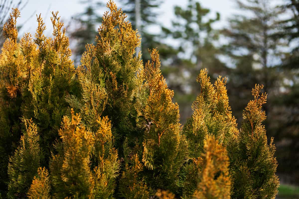 up close photo of a lemon cypress tree on the garden on the backyard, outdoor plants on garden
