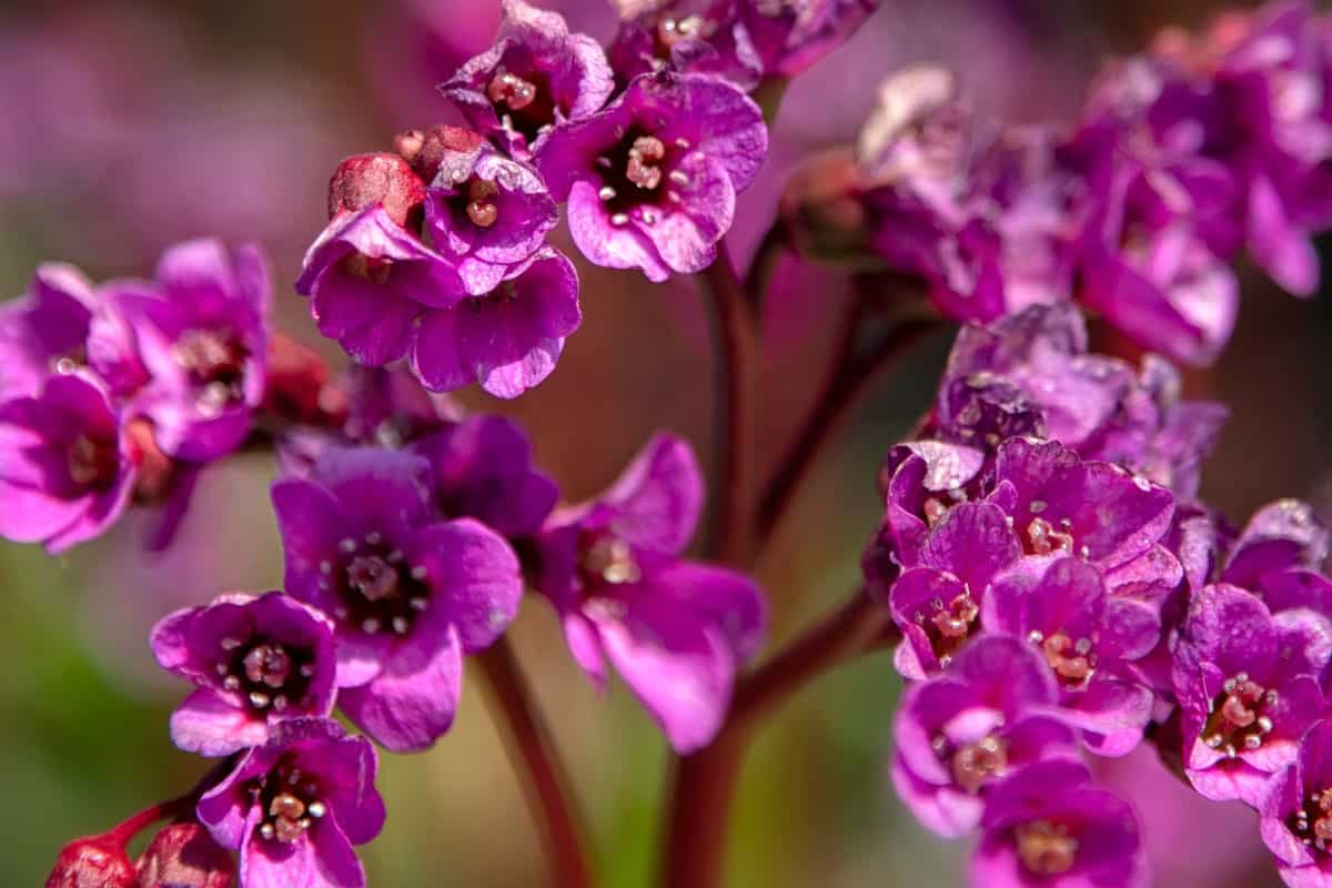 up close image of a pink blooming bergenia flowers on a garden spring