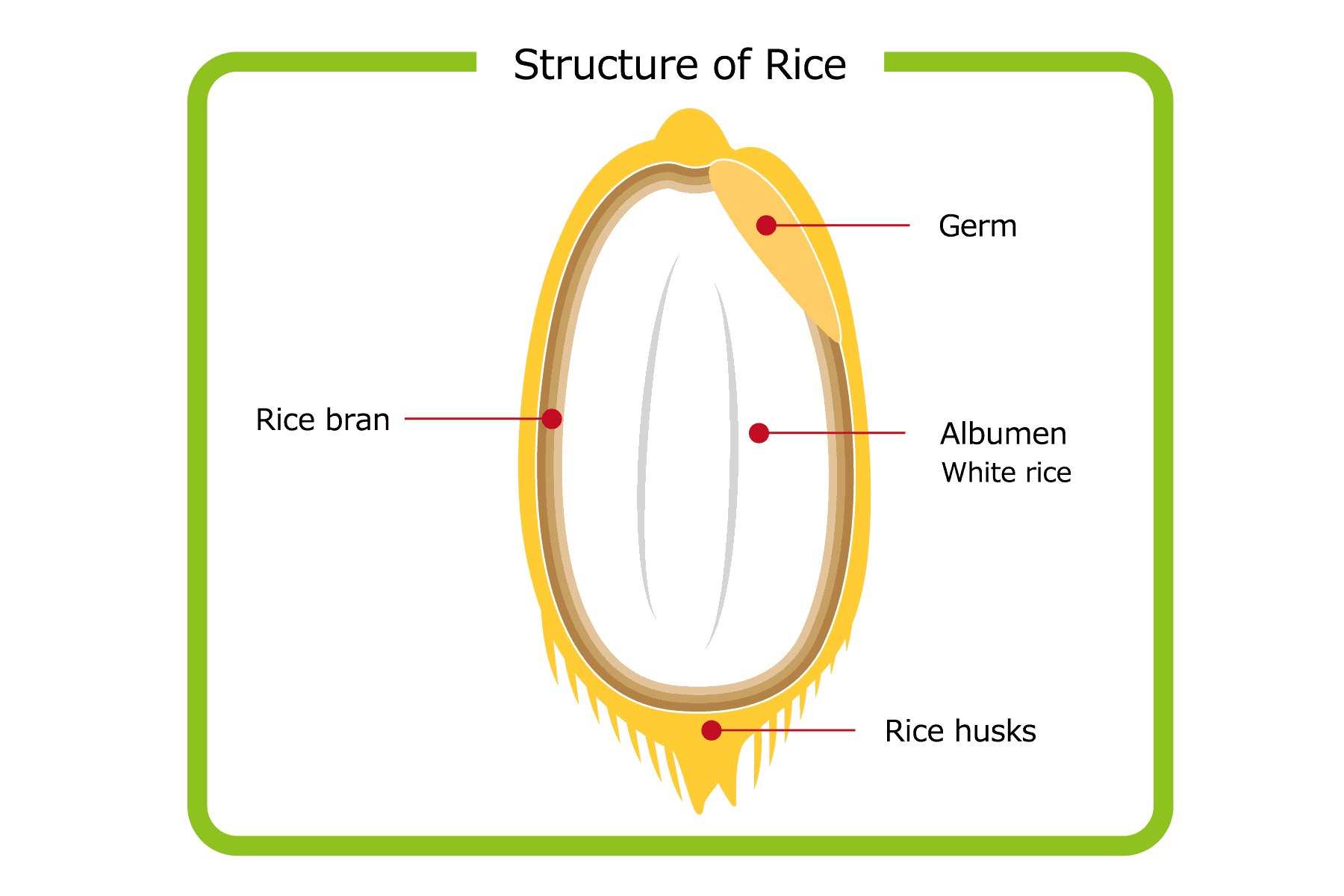 vector of a rice, parts of a rice, rice grain